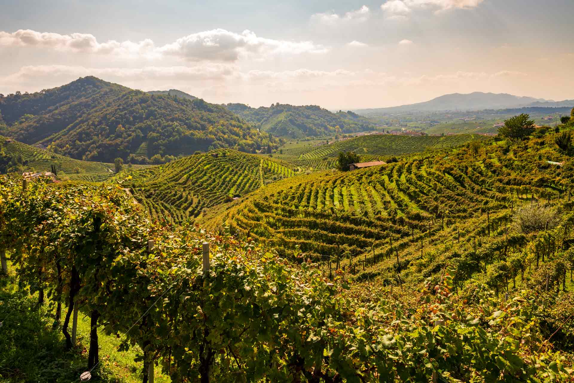 Visita alle colline del Prosecco a Valdobbiadene